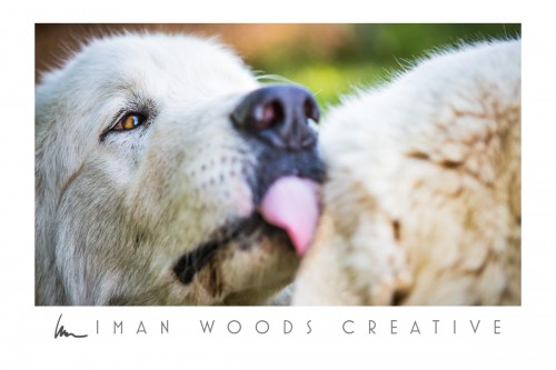 How to Heal with Photography: Dogs on a working farm