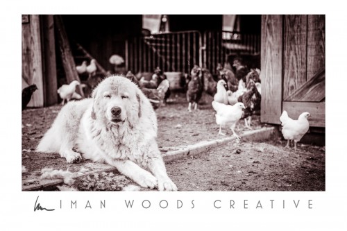 How to Heal with Photography: Working farm dogs