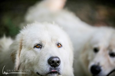 There are many of these majestic dogs protecting the flock. It's amazing to see.