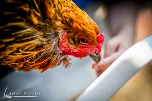 Every child should hug a chicken, says the farmers of this organic egg farm.
