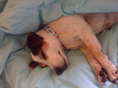 Whiskey the terrier dog sleeping in bed
