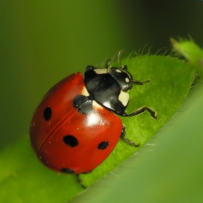 Ladybug Coccinellidae Sent Me A Text Message