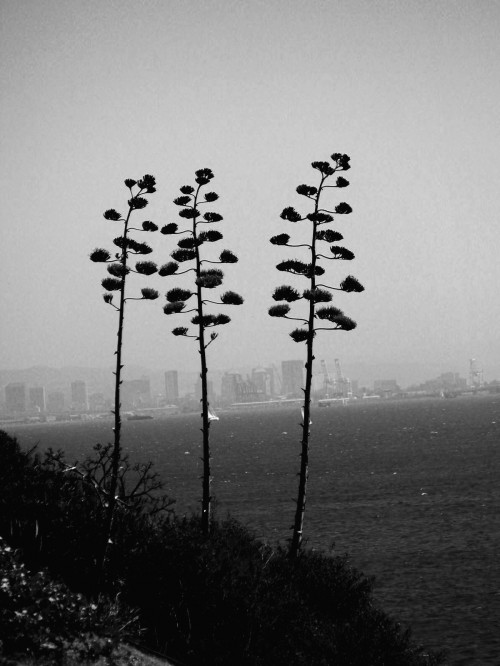 San Francisco: City Through the Trees, photo by Remy Gervais