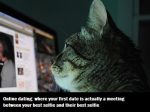 Online Dating after age 50 - Cat looking at Facebook