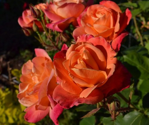 An American Dream Fairytale: Orange roses from my garden