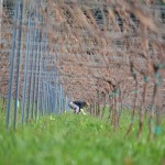 oregaon vineyards in spring