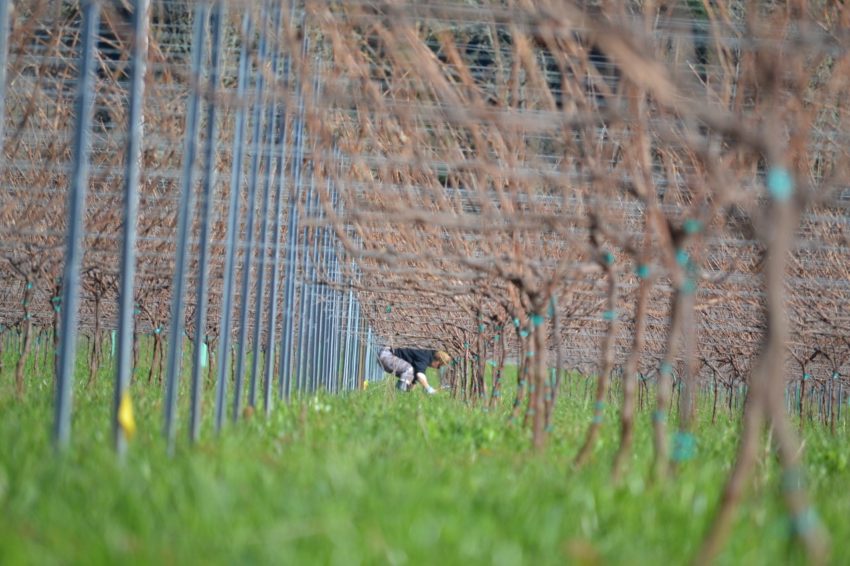 Living at a Vineyard in Willamette Valley: Pruning the grapes