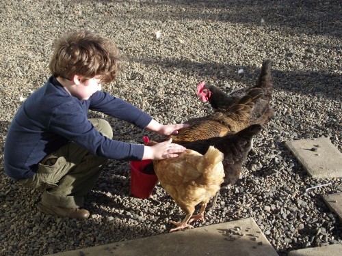 Live Your Dreams: Oregon free range chickens and my son