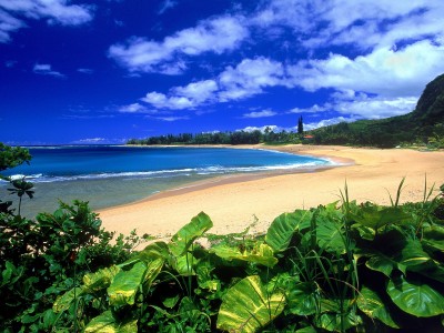 Flying Into A Field of Hawaiian Ocean Dreams 