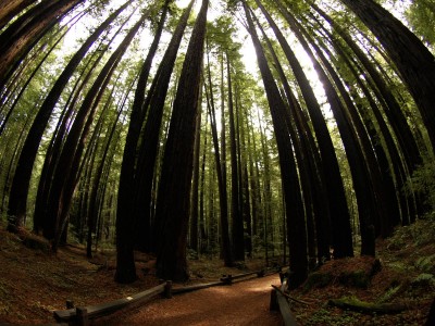 Armstrong Grove Redwoods in Northern California