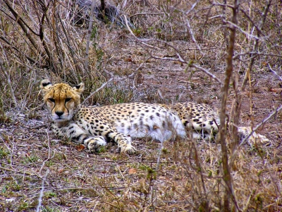 Rhino Africa Destinations: Cheetah in-Hlane Park in Swaziland by Natasha vonGeldern of World Wandering Kiwi