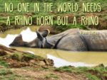 Wildlife Park Rhino Africa Destinations