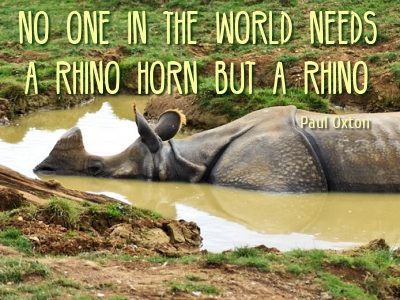 World Travel Dream: Visit Wildlife Park Rhino Africa Destinations