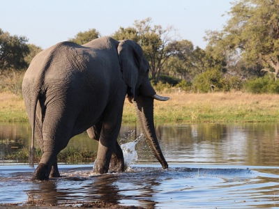 Rhino Africa Destination: Elephant in the wild in Botswana Africa