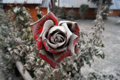rose covered in ash