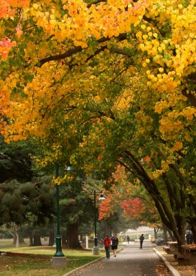 Fall in Northern California fall on school campus by Remy Gervais