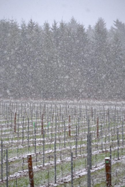 Living at a Vineyard in Willamette Valley: Spring snow