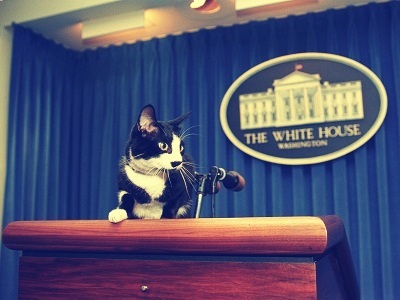 Improve Your Presentations Now - Socks the Presidential Cat