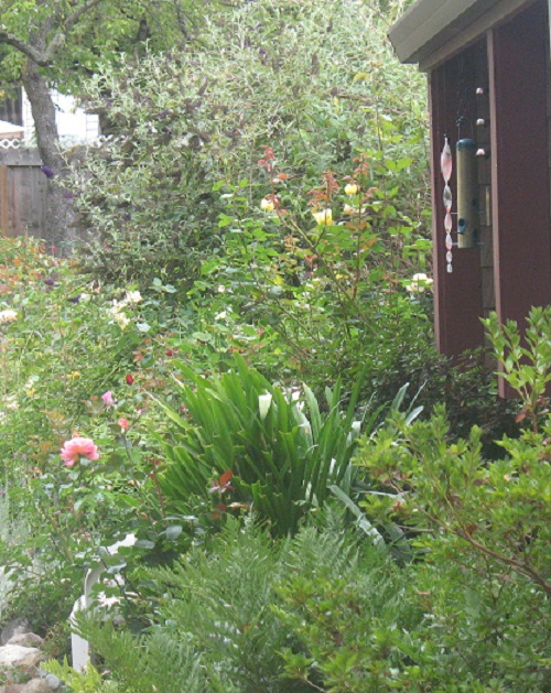 Here's a Way Dreaming Online Takes You to South Africa and Beyond: My garden in front of my home
