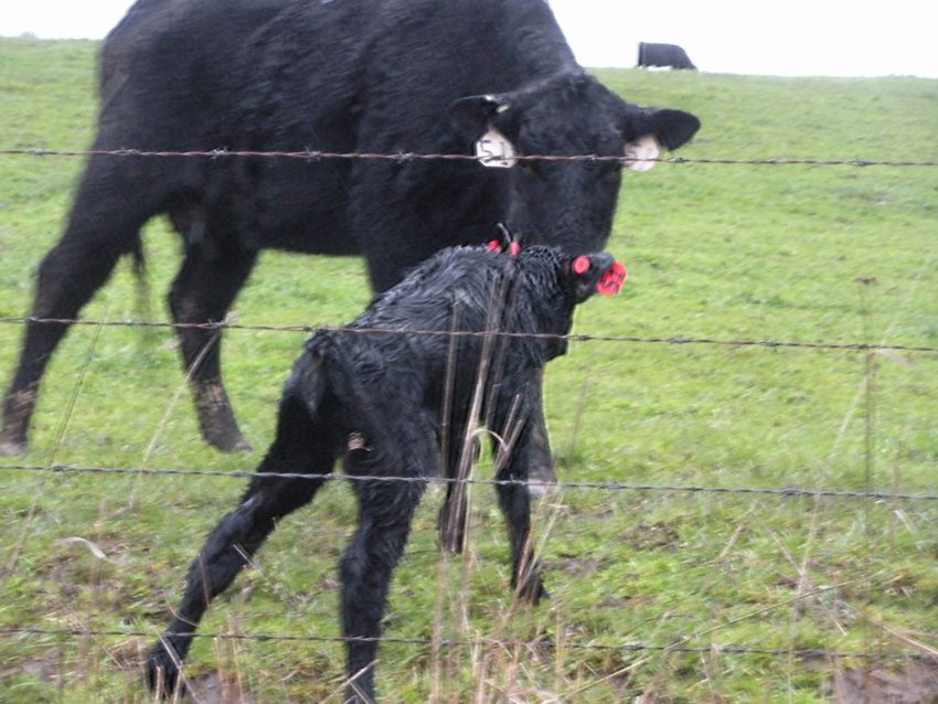 Mom cow and baby