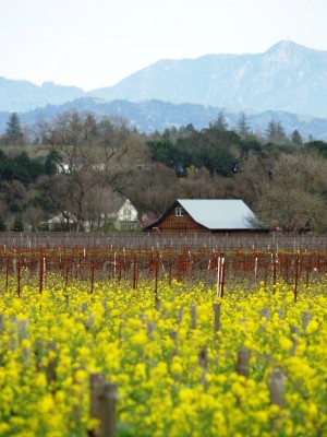 Springtime in Mustard