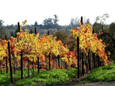 Fall in Northern California: Russian Hill Vineyards by Remy Gervais