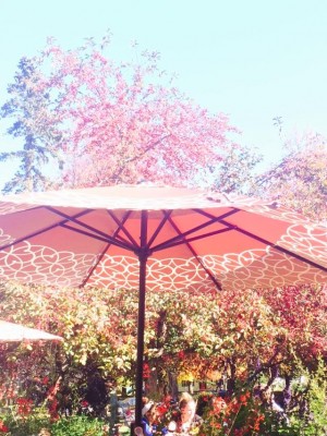 umbrella and flowers