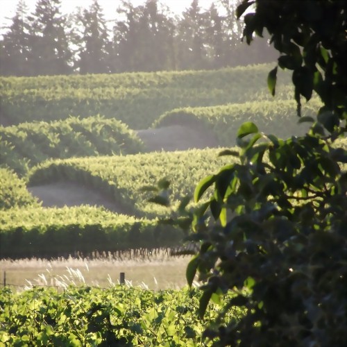 Live Your Dreams: Our Willamette Valley Oregon Vineyards