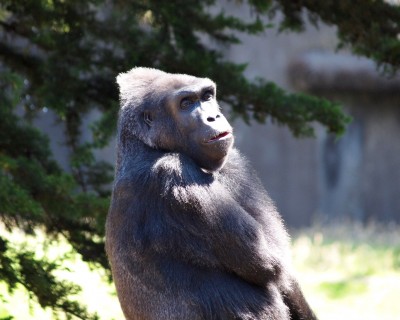 San Francisco Zoo photos: Gorilla