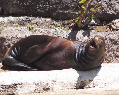 San Francisco Zoo photos: A Sunbathing Sea lion