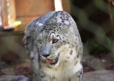 San Francisco Zoo photos: Rare Snow Leapord