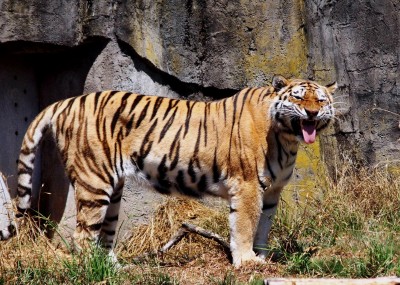 San Francisco Zoo photos: Tiger