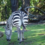 wordless wednesday zoo zebra