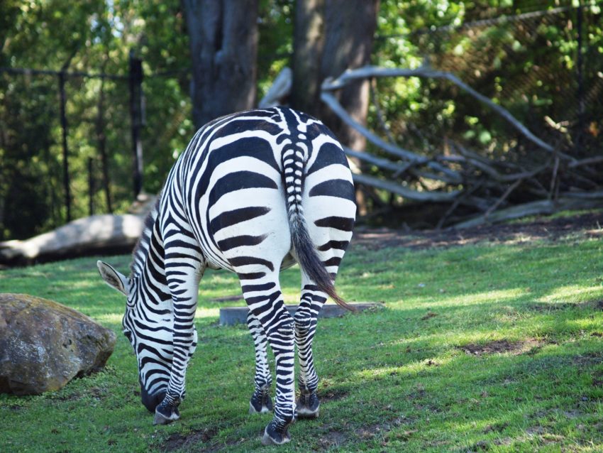 Wordless Wednesday: San Francisco Zoo Inspires Pro Photography Dreams